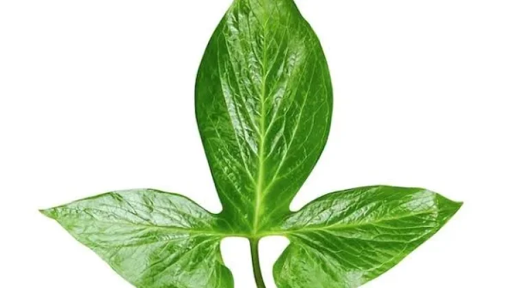 Manfaat Daun Pegagan untuk Kesehatan Kulit