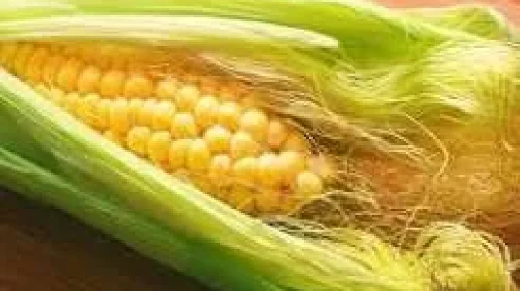 Manfaat Rambut Jagung untuk Kesehatan Tubuh