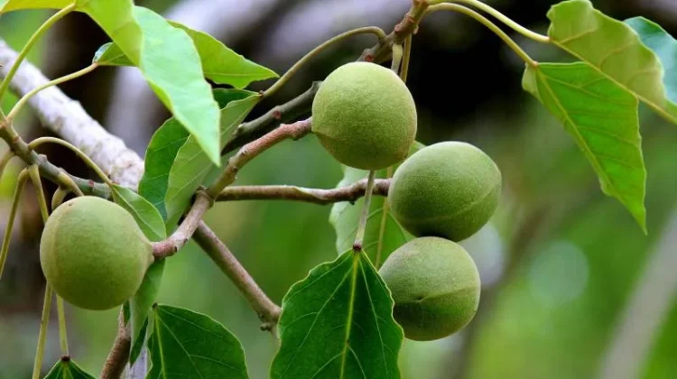 Seka Keak, Permainan Tradisional Bengkulu saat Musim Kemiri