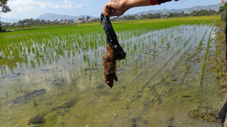 Tikus Terdeteksi di Umur 13 HST, POPT dan Petani PM AAS Bergerak Cepat