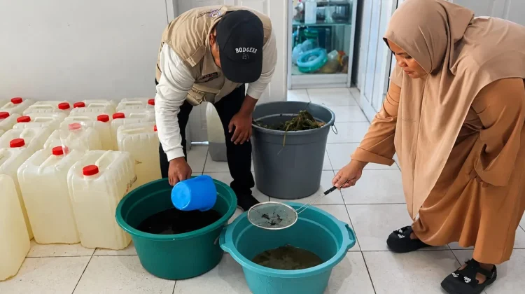Balintan Gorontalo Perkuat Pengendalian OPT Ramah Lingkungan