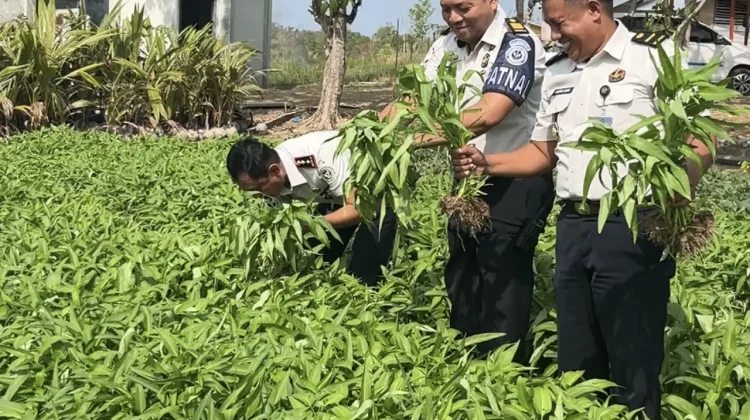 Lapas Pohuwato Panen Kangkung, Bekali Warga Binaan