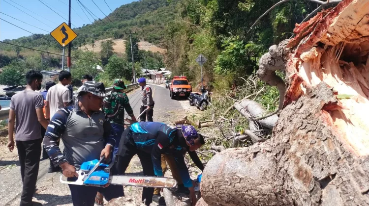Pohon Tumbang Hambat Trans Sulawesi, Polairud Polda Gorontalo Bergerak Cepat