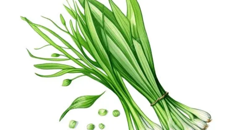 Manfaat Daun Kucai yang Penting Diketahui