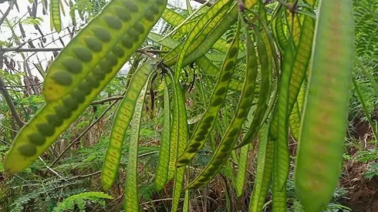 Manfaat Petai untuk Pria yang Perlu Diketahui