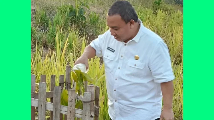 Pohon Bukan Sekadar Pajangan Jalan, Reflin Turun Hijaukan GORR