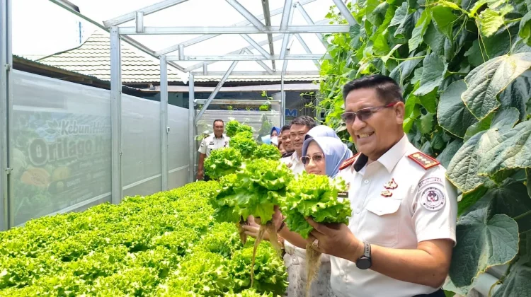 Kurang dari Sebulan, Greenhouse Lapas Kelas IIA Gorontalo Panen Perdana