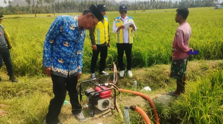 Sinergi Balintan dan Instansi Lain Selamatkan 55 Ha Padi Kekeringan