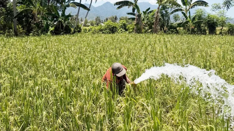 Irigasi Perpompaan di Poowo untuk Penyelamatan Padi dari Kekeringan