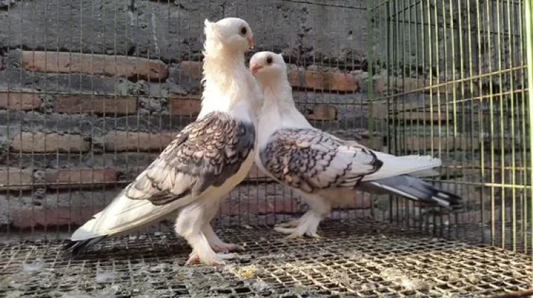 Kicauan Burung Bawa Manfaat
