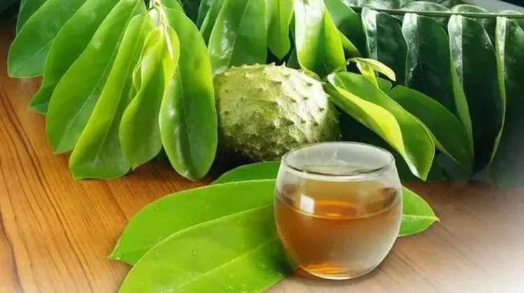 Mengulik Khasiat Daun Sirsak
