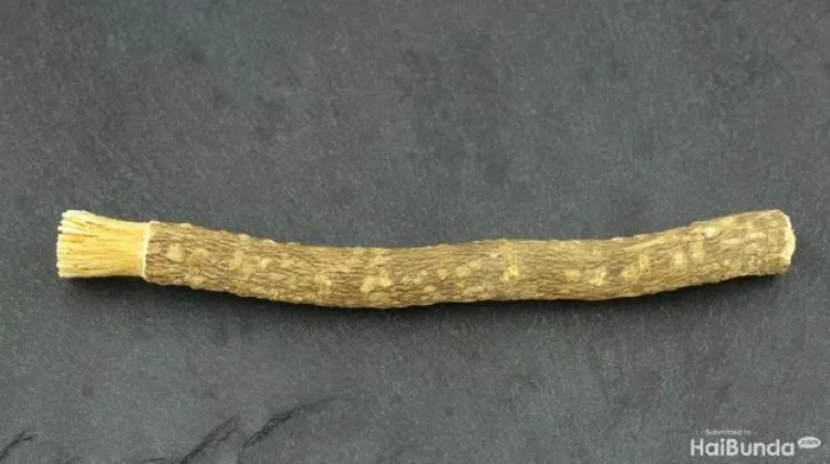 Siwak dan Khasiat Alaminya untuk Kesehatan Gigi