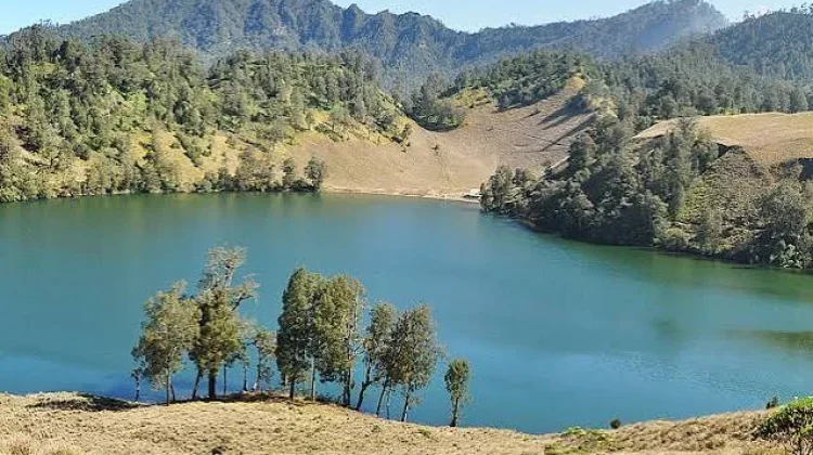 Spesies Tumbuhan Baru Ditemukan di Lereng Selatan Semeru