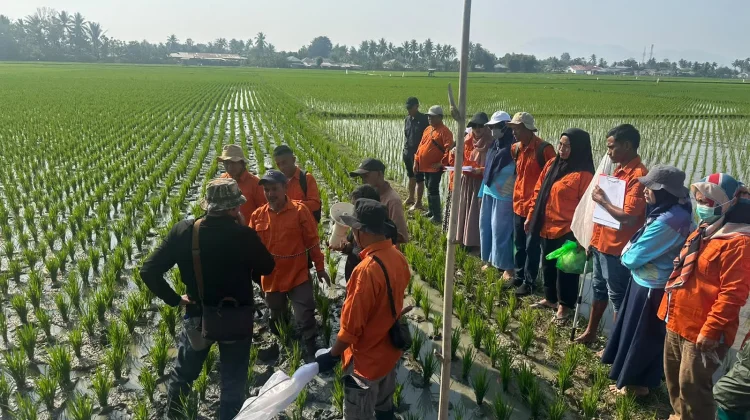 Fieldtrip POPT Perkuat Deteksi Dini OPT dan Dampak Perubahan Iklim