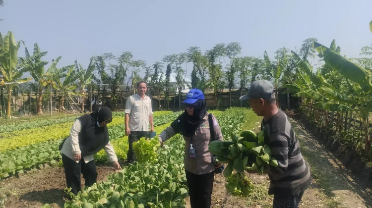 Tindak Lanjut Temuan E. coli, OKKPD Ambil Sampel Air Usaha Selada di Bone Bolango