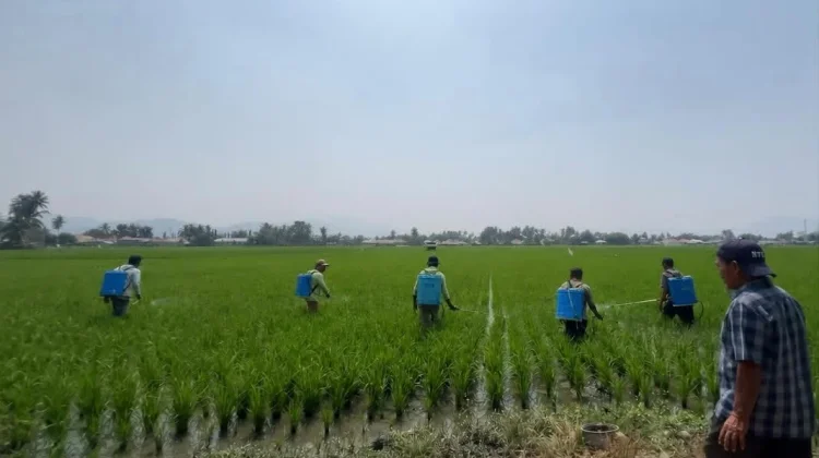 Balintan Lakukan Gerdal OPT Melindungi Tanaman dan Produktivitas Pertanian