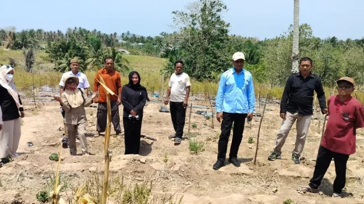 Dinas KPTPH Gorontalo Verifikasi CPCL Pengembangan Cabai dan Bawang Merah