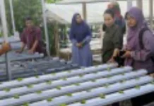 BBRMP Gorontalo Dampingi UMK Hidroponik Bone Bolango