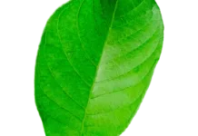 Manfaat daun jambu biji atasi diare