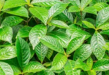 Manfaat Daun Keji Beling untuk Ginjal