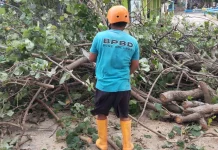 Pohon Tumbang di Desa Olele Menutup Akses Jalan Desa