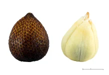 Salak Kaya Manfaat untuk Kesehatan
