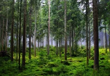 Hati-hati, Ular Suka Tanaman Ini