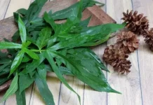 Selain Turunkan Kolesterol, Ini 4 Manfaat Daun Gedi