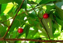 Manfaat Daun Kersen dan Cara Aman Mengonsumsinya