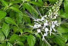 Daun Kumis Kucing  Bantu Atasi Infeksi Saluran Kemih