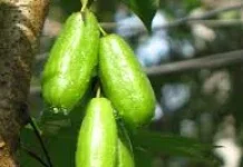 Manfaat Belimbing Wuluh bagi Kesehatan Tubuh