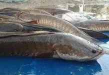 Manfaat Ikan Gabus bagi Kesehatan