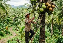 Potensi Kelapa di Bone Bolango Dorong Ekspor dan Pendapatan Petani