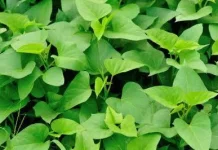 Manfaat Daun Ubi Jalar untuk Kesehatan