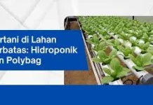 Pemanfaatan Polybag dan Hidroponik Dukung Ketahanan Pangan Keluarga
