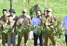 Panen Perdana Kacang Tanah di Tilihuwa, Sofyan: Hasilnya Luar Biasa