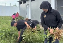 Panen Kacang Tanah Bukti Pembinaan Produktif di Lapas Perempuan Gorontalo
