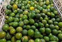 Manfaat Jeruk Limau untuk Kesehatan