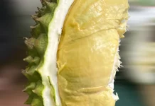 Pesona Durian Musang King: Mahal tapi Tetap Jadi Favorit