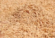 Bulog Gorontalo Serap Gabah Rp6.500, Petani Beri Apresiasi