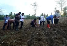 Sambut Peserta PENAS Petani dan Nelayan ke-XVII, Lahan GORR Ditanami Jagung
