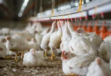 Hilirisasi Ayam Terintegrasi Diyakini Tekan Kemiskinan di Gorontalo