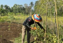 Satbrimob Polda Gorontalo Panen Cabai dan Tomat