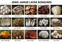 Jenis Jamur yang Bisa Dimakan: Kenali sebelum Mengolah