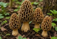 Mencari Jamur Morel: Harta  dari Hutan yang Telah Ada sejak Zaman Dinosaurus