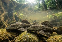 Ikan Sapu-sapu: dari Pembersih Jadi Perusak