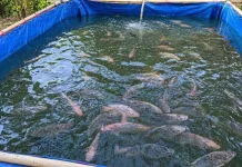 Riyono Caping Dorong Transformasi Gemarikan Jadi Gerakan Konsumsi Ikan Harian