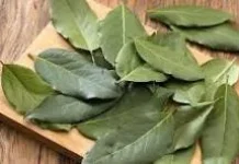 Bukan Sekadar Penghias Ini Fungsi Daun Salam Masakan