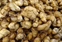 Manfaat Kencur bagi Kesehatan Tubuh