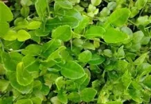 Daun Jeruk Purut, Ini Manfaatnya untuk Kesehatan